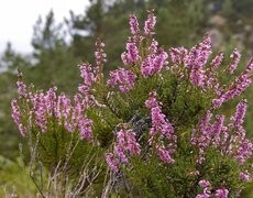 Oryginalny obrazek