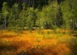 Oryginalny obrazek