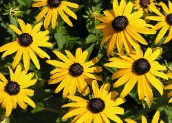 Oryginalny obrazek