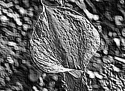 Skamielina