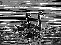 Skamielina