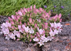Oryginalny obrazek