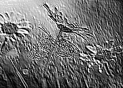 Skamielina