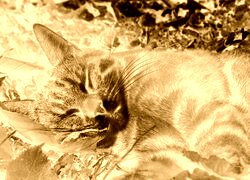 Sepia + Negatyw