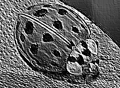 Skamielina