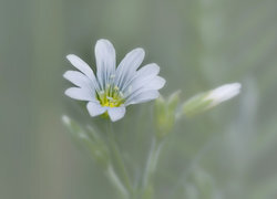 Oryginalny obrazek