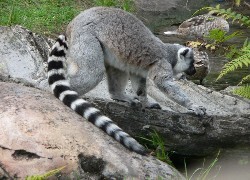 Oryginalny obrazek
