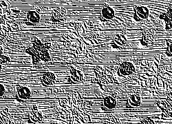 Skamielina