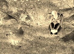 Sepia + Negatyw