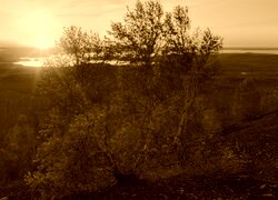 Sepia