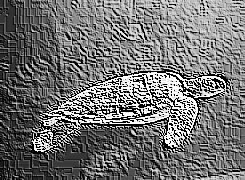 Skamielina