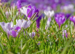 Oryginalny obrazek