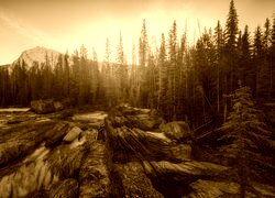 Sepia