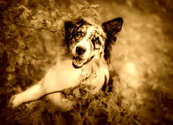 Sepia
