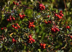 Oryginalny obrazek