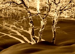 Sepia + Negatyw