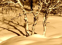 Sepia