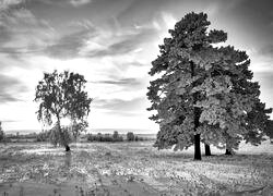 Szary + Sepia