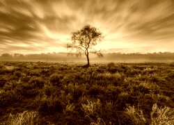 Sepia