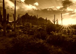 Sepia