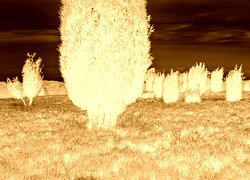 Sepia + Negatyw