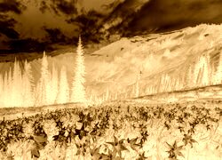 Sepia + Negatyw