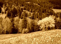 Sepia