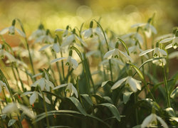 Oryginalny obrazek