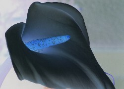 Negatyw