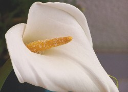 Oryginalny obrazek
