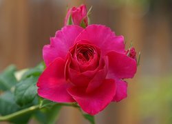 Oryginalny obrazek