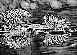 Skamielina