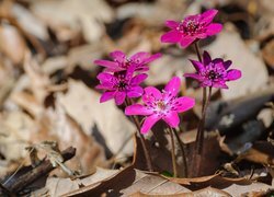Oryginalny obrazek