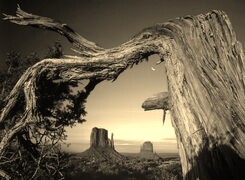 Szary + Sepia
