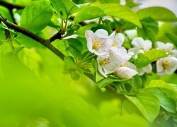Oryginalny obrazek