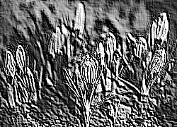 Skamielina
