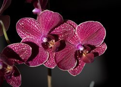 Oryginalny obrazek