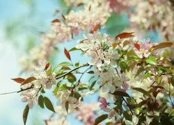 Oryginalny obrazek