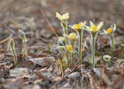 Oryginalny obrazek