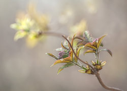 Oryginalny obrazek
