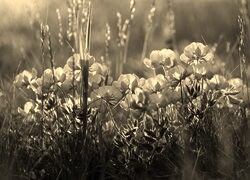 Szary + Sepia