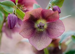 Oryginalny obrazek