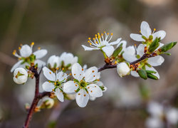 Oryginalny obrazek