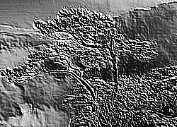 Skamielina