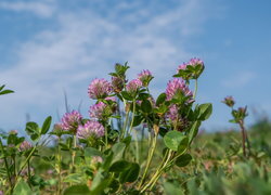 Oryginalny obrazek