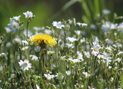 Oryginalny obrazek