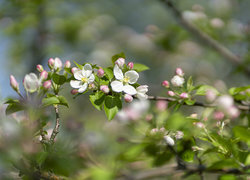 Oryginalny obrazek