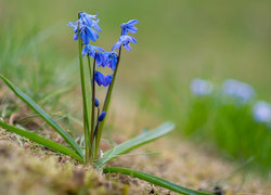 Oryginalny obrazek