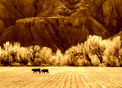 Sepia