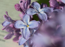 Oryginalny obrazek